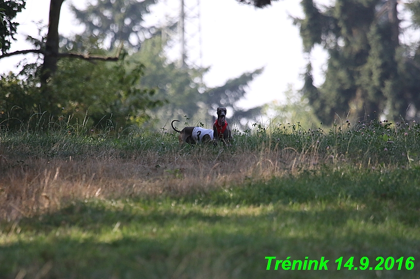 Trénink 14.9.2016 naše fenky, Bertrando (169)