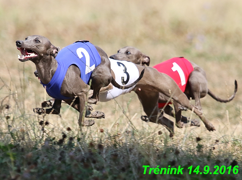 Trénink 14.9.2016 naše fenky, Bertrando (20)