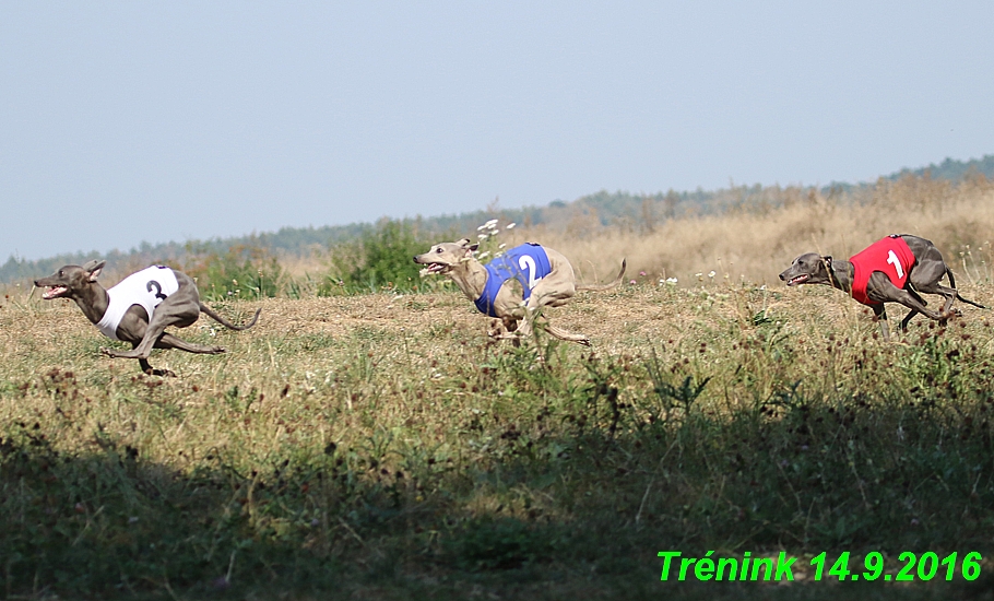 Trénink 14.9.2016 naše fenky, Bertrando (84)