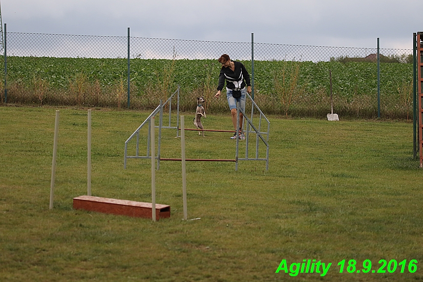 Agility 18.9.2016 Petr,Bella,Gisele,Kasha,Jesika (24)