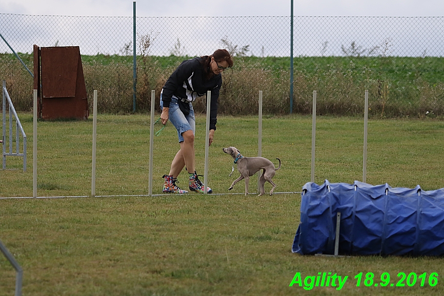 Agility 18.9.2016 Petr,Bella,Gisele,Kasha,Jesika (25)