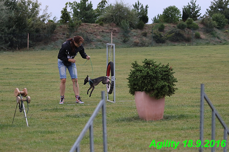 Agility 18.9.2016 Petr,Bella,Gisele,Kasha,Jesika (14)