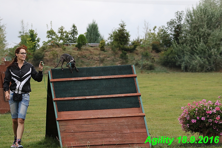 Agility 18.9.2016 Petr,Bella,Gisele,Kasha,Jesika (17)