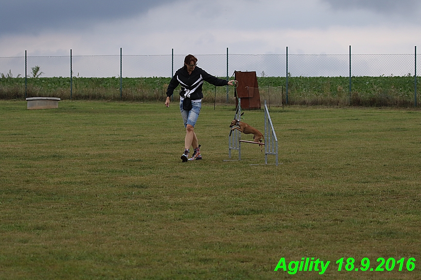 Agility 18.9.2016 Petr,Bella,Gisele,Kasha,Jesika (28)