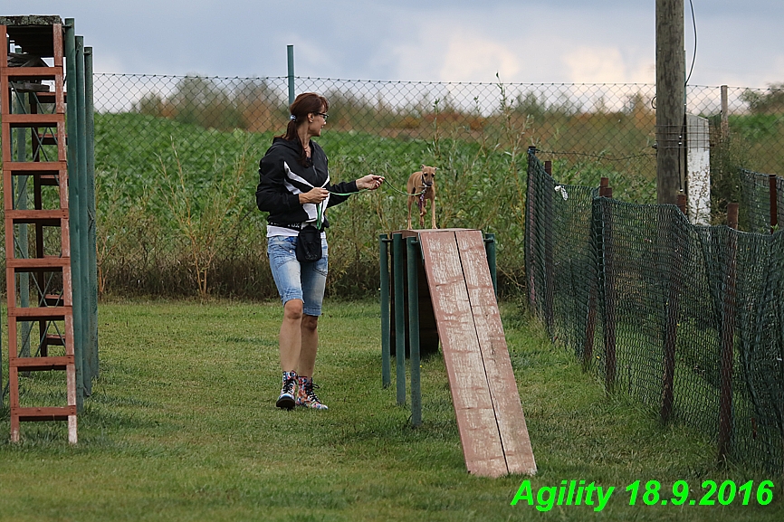 Agility 18.9.2016 Petr,Bella,Gisele,Kasha,Jesika (29)