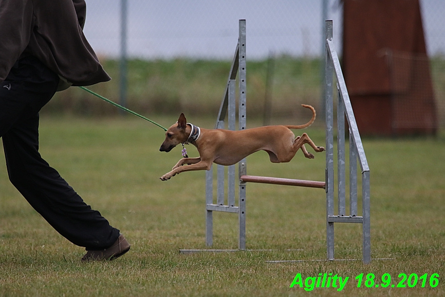 Agility 18.9.2016 Petr,Bella,Gisele,Kasha,Jesika (21)