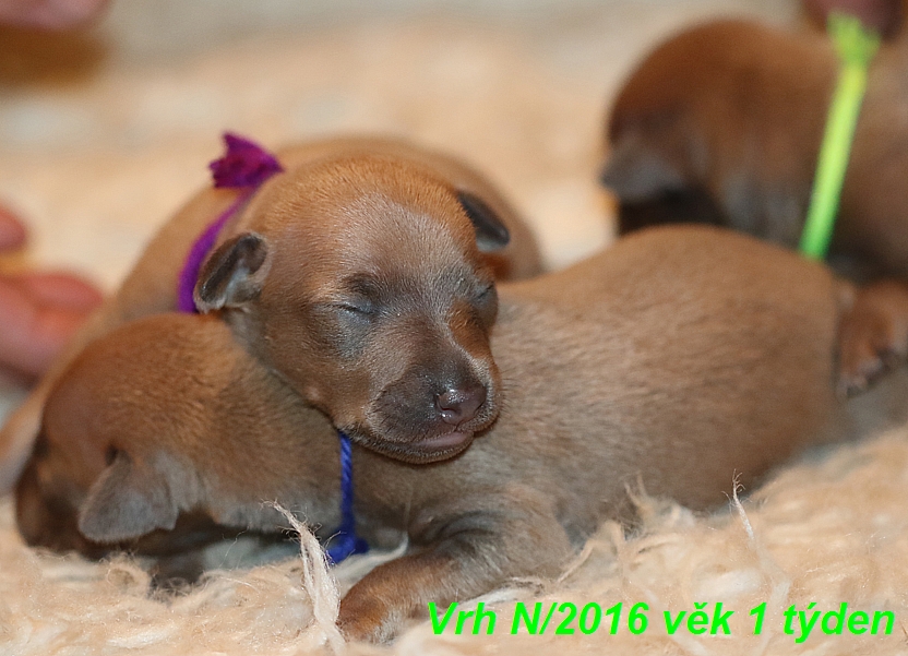 Vrh N 2016 vek 1 týden (2)