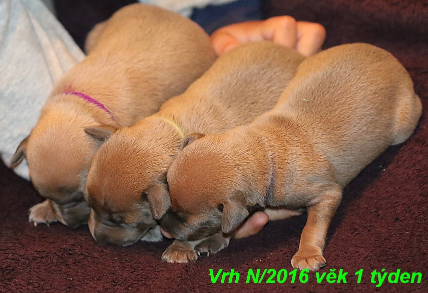 Vrh N 2016 vek 1 týden (6)