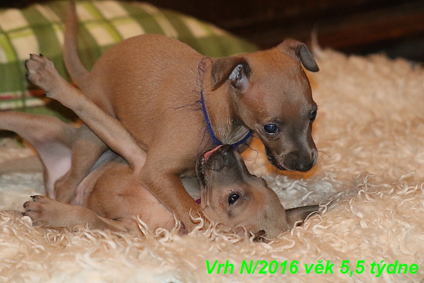 Vrh N 2016 věk 5,5 týdne (12)