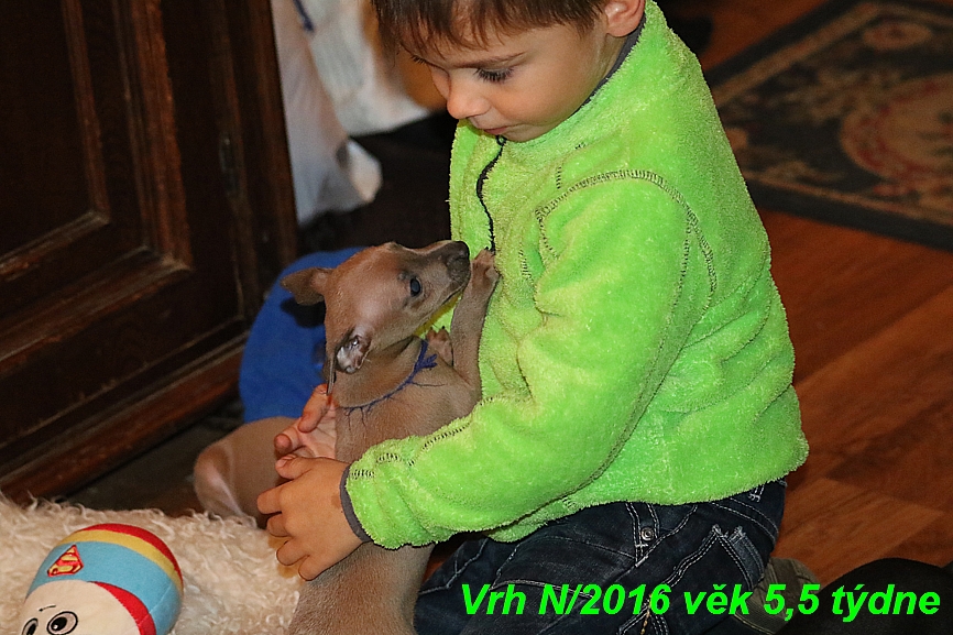 Vrh N 2016 věk 5,5 týdne (18)