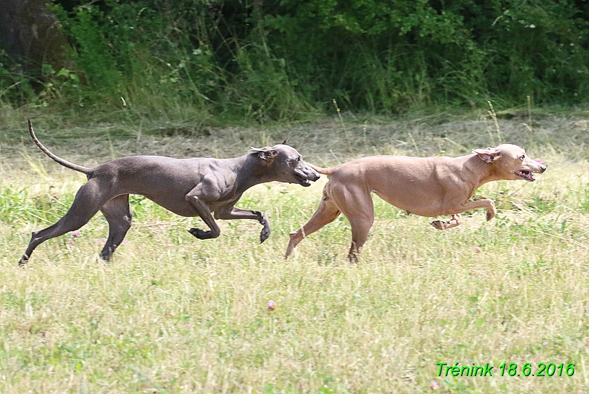 Nas trenink 18.6.2016 Vsecny feny a Bertrando (5)