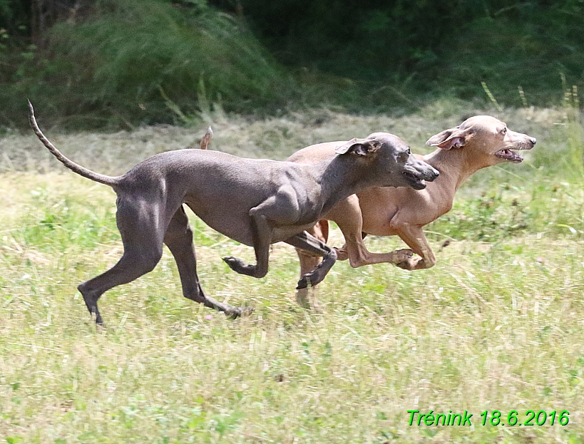 Nas trenink 18.6.2016 Vsecny feny a Bertrando (8)