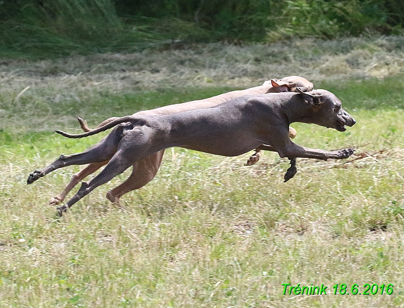 Nas trenink 18.6.2016 Vsecny feny a Bertrando (9)