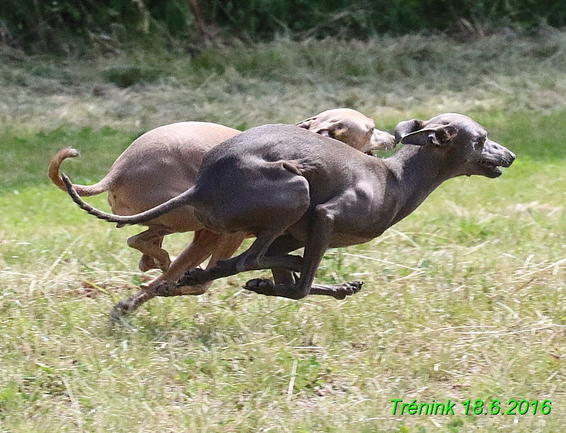 Nas trenink 18.6.2016 Vsecny feny a Bertrando (10)