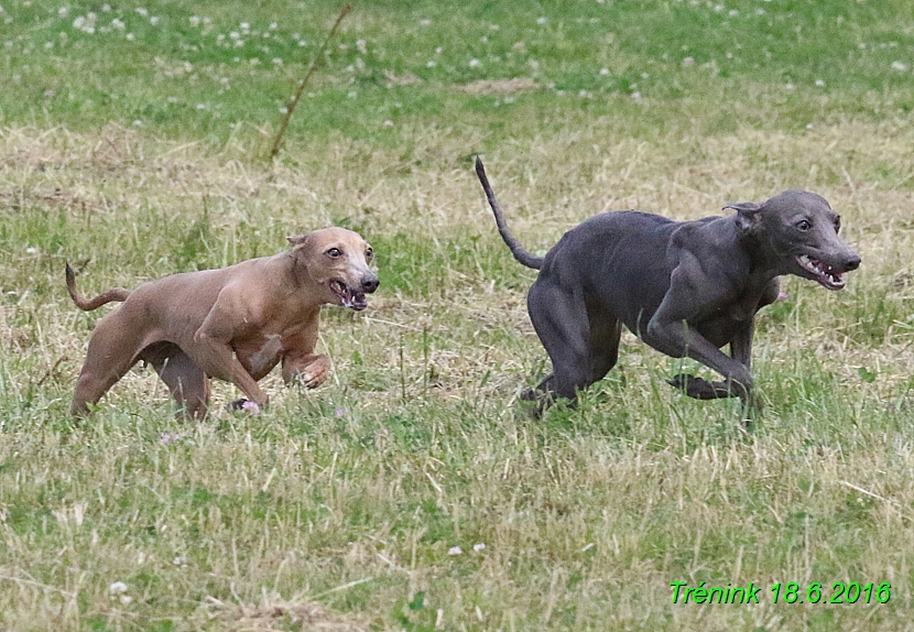 Nas trenink 18.6.2016 Vsecny feny a Bertrando (12)