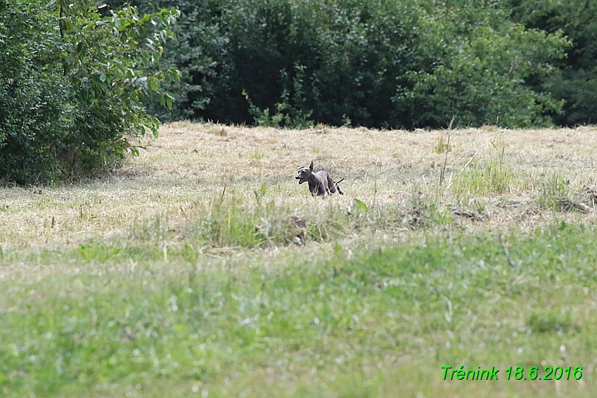 Nas trenink 18.6.2016 Vsecny feny a Bertrando (15)