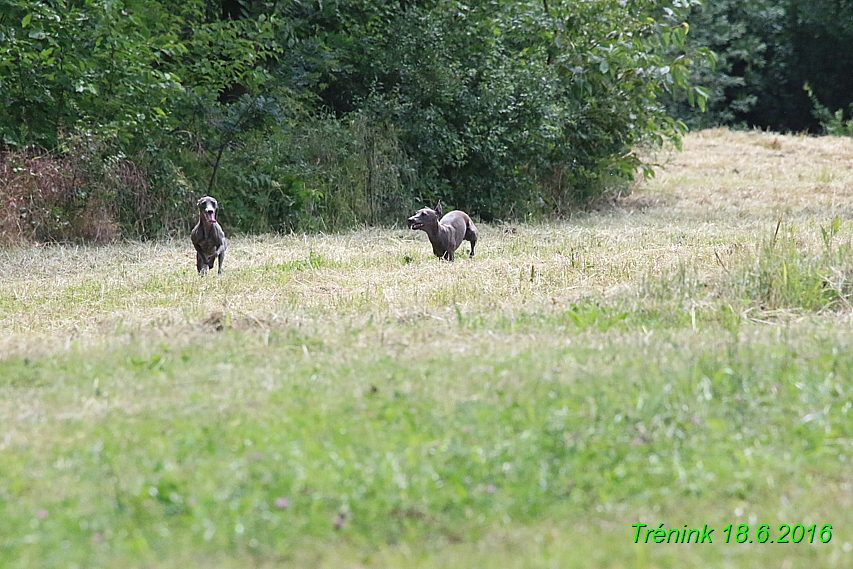 Nas trenink 18.6.2016 Vsecny feny a Bertrando (16)