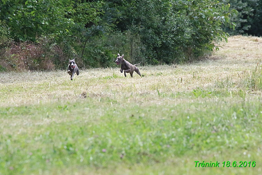 Nas trenink 18.6.2016 Vsecny feny a Bertrando (17)