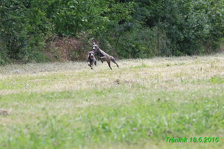 Nas trenink 18.6.2016 Vsecny feny a Bertrando (18)