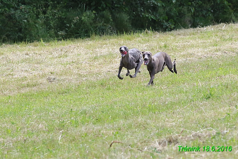 Nas trenink 18.6.2016 Vsecny feny a Bertrando (19)