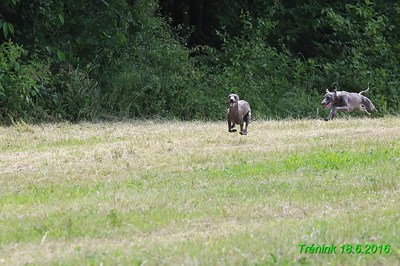 Nas trenink 18.6.2016 Vsecny feny a Bertrando (20)