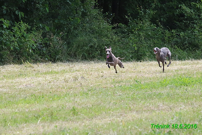 Nas trenink 18.6.2016 Vsecny feny a Bertrando (21)