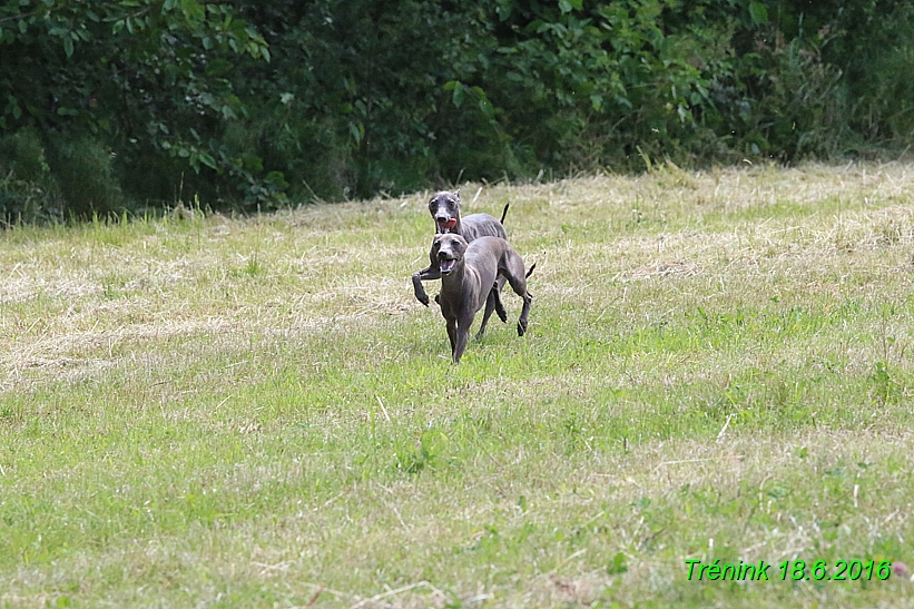 Nas trenink 18.6.2016 Vsecny feny a Bertrando (22)