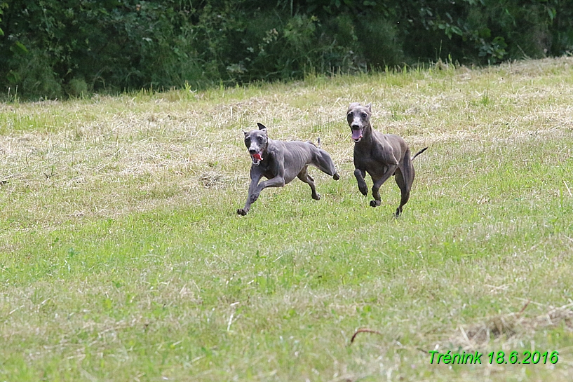 Nas trenink 18.6.2016 Vsecny feny a Bertrando (24)