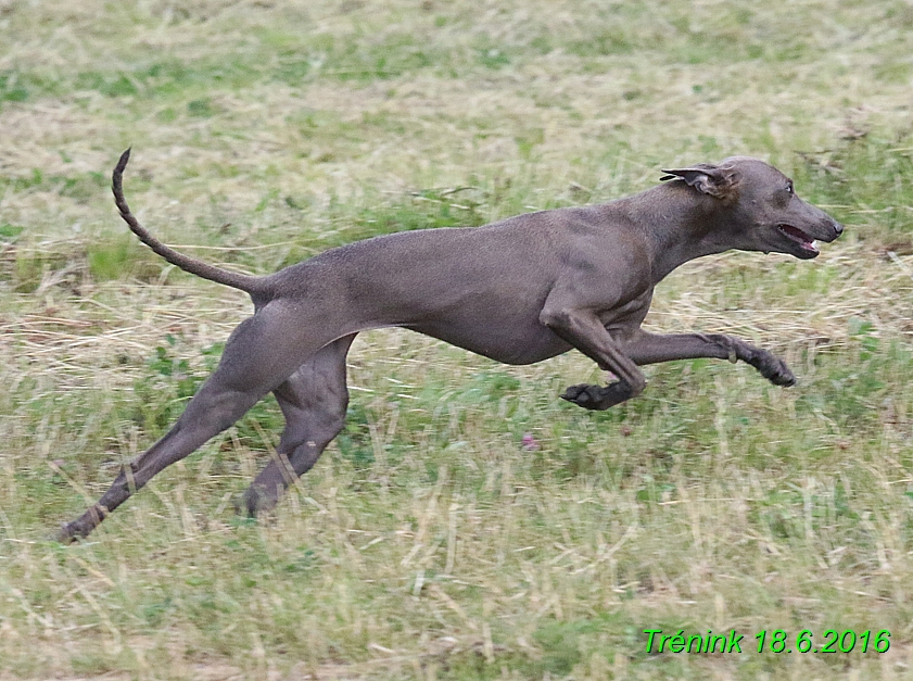 Nas trenink 18.6.2016 Vsecny feny a Bertrando (26)