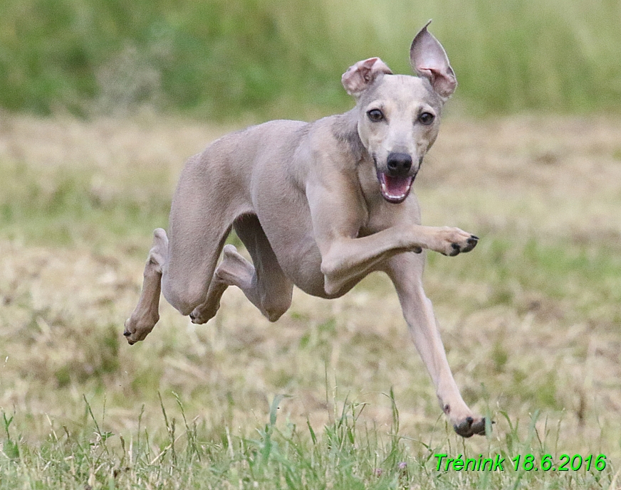 Nas trenink 18.6.2016 Vsecny feny a Bertrando (36)