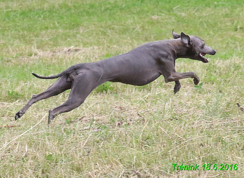 Nas trenink 18.6.2016 Vsecny feny a Bertrando (56)