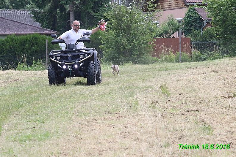 Nas trenink 18.6.2016 Vsecny feny a Bertrando (59)