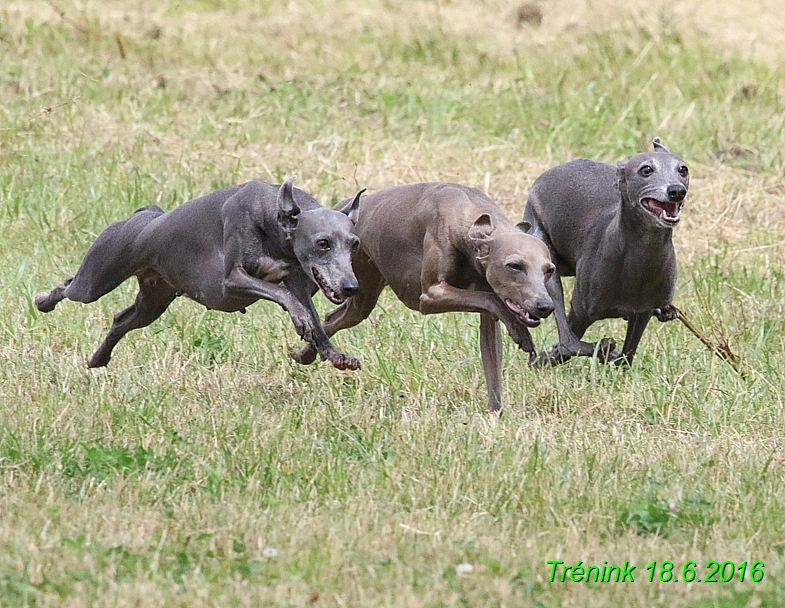 Nas trenink 18.6.2016 Vsecny feny a Bertrando (68)