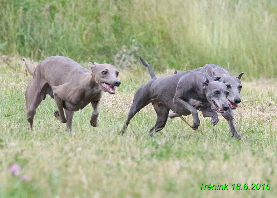 Nas trenink 18.6.2016 Vsecny feny a Bertrando (80)