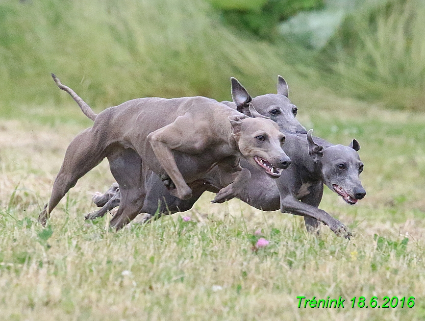 Nas trenink 18.6.2016 Vsecny feny a Bertrando (81)