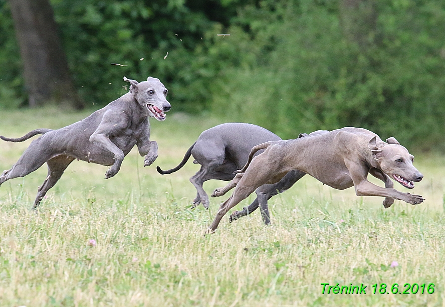 Nas trenink 18.6.2016 Vsecny feny a Bertrando (82)