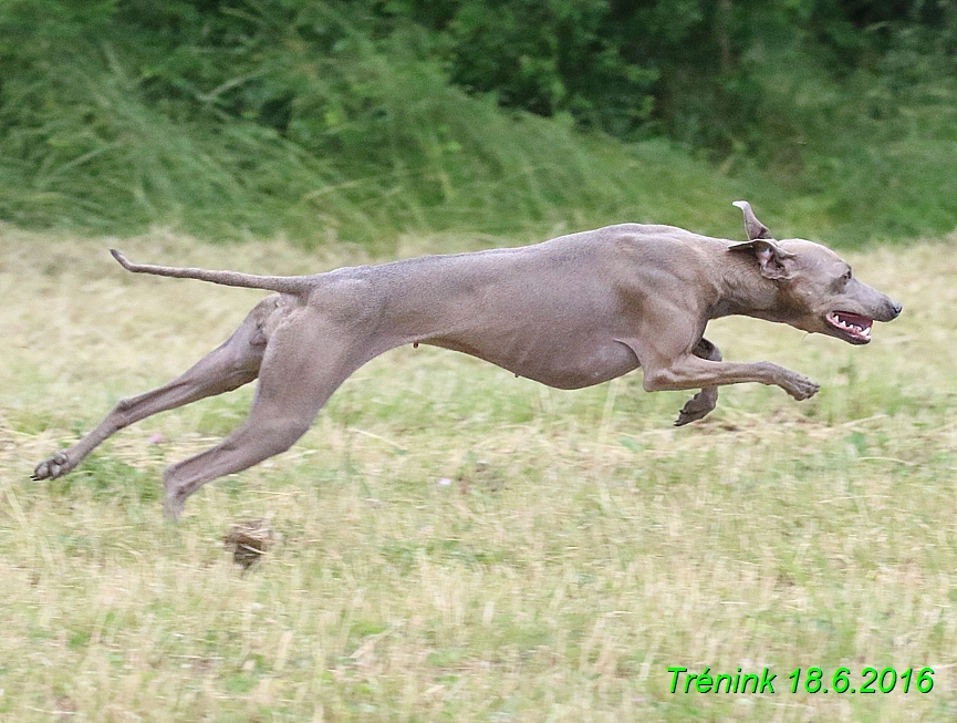 Nas trenink 18.6.2016 Vsecny feny a Bertrando (86)