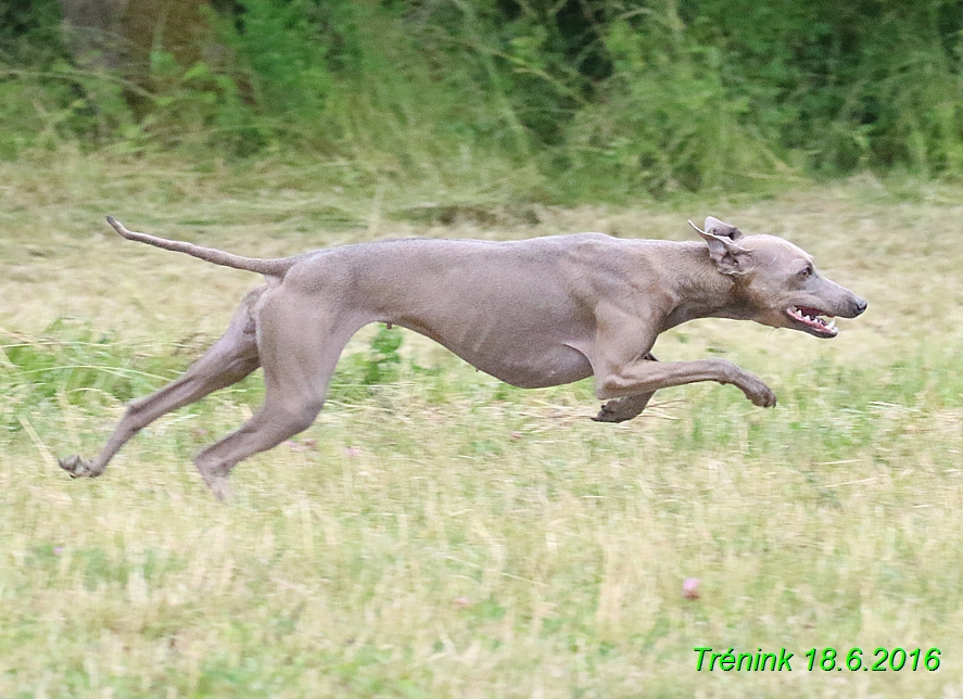 Nas trenink 18.6.2016 Vsecny feny a Bertrando (87)