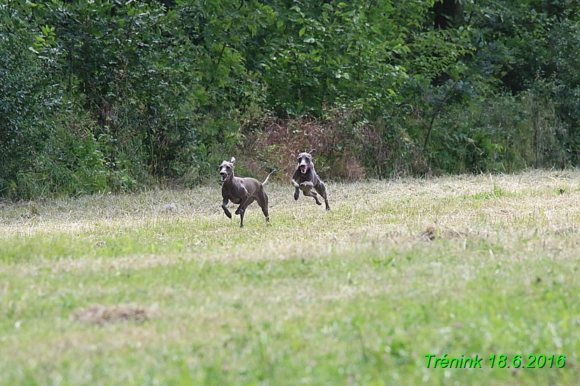 Nas trenink 18.6.2016 Vsecny feny a Bertrando (88)