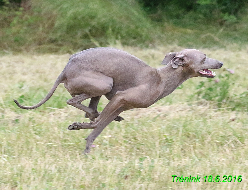 Nas trenink 18.6.2016 Vsecny feny a Bertrando (89)