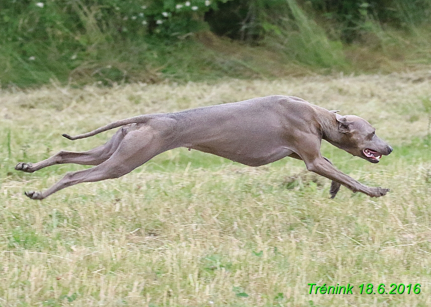 Nas trenink 18.6.2016 Vsecny feny a Bertrando (90)