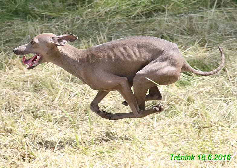 Nas trenink 18.6.2016 Vsecny feny a Bertrando (96)