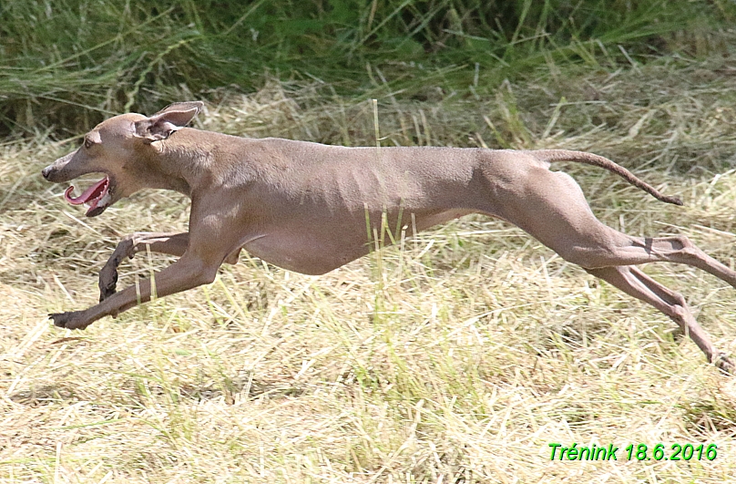 Nas trenink 18.6.2016 Vsecny feny a Bertrando (99)