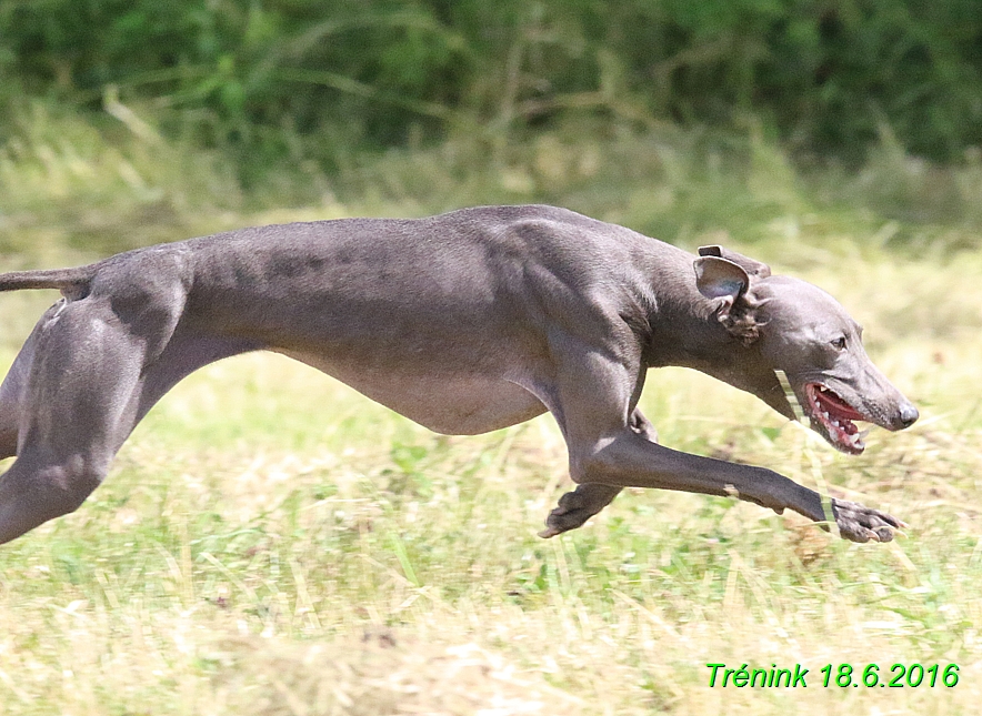 Nas trenink 18.6.2016 Vsecny feny a Bertrando (105)