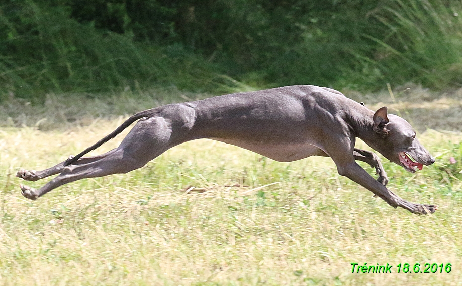 Nas trenink 18.6.2016 Vsecny feny a Bertrando (106)