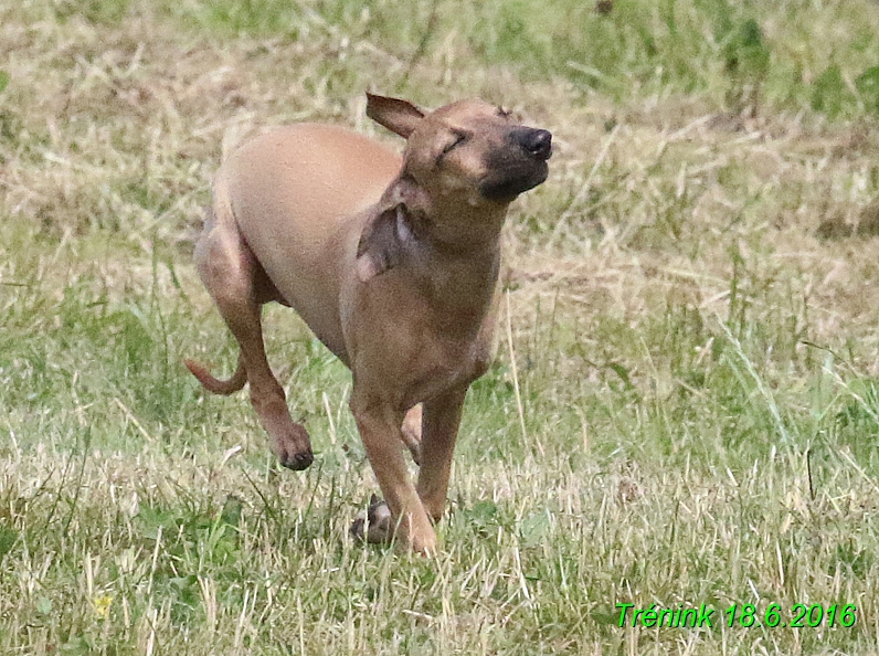 Nas trenink 18.6.2016 Vsecny feny a Bertrando (112)