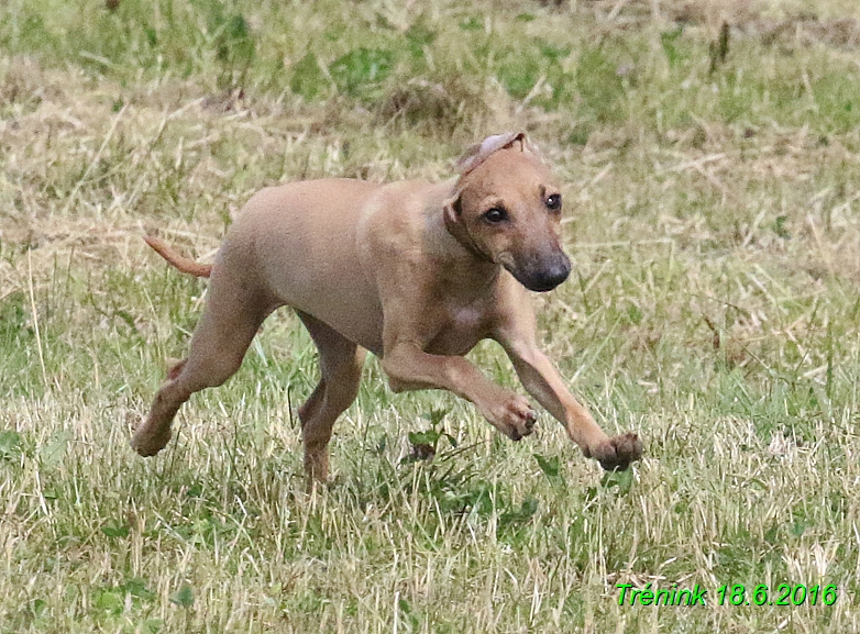 Nas trenink 18.6.2016 Vsecny feny a Bertrando (115)