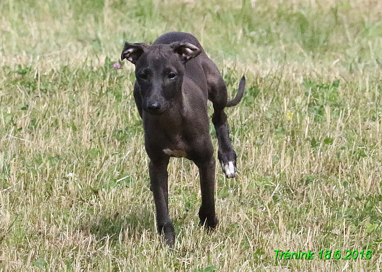 Nas trenink 18.6.2016 Vsecny feny a Bertrando (116)