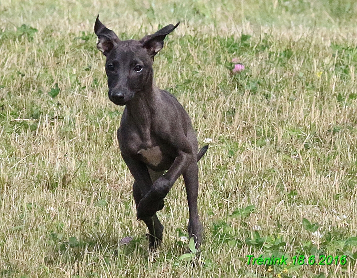 Nas trenink 18.6.2016 Vsecny feny a Bertrando (118)