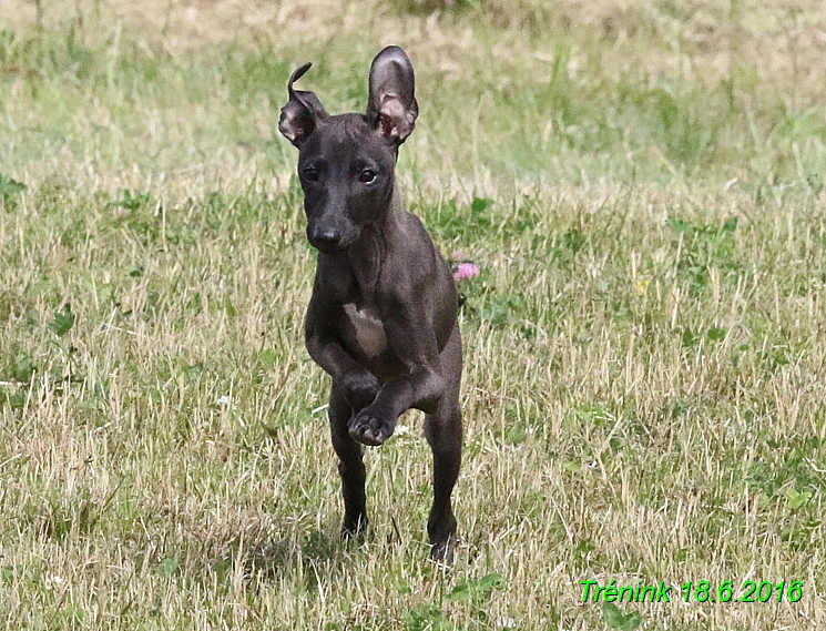 Nas trenink 18.6.2016 Vsecny feny a Bertrando (119)